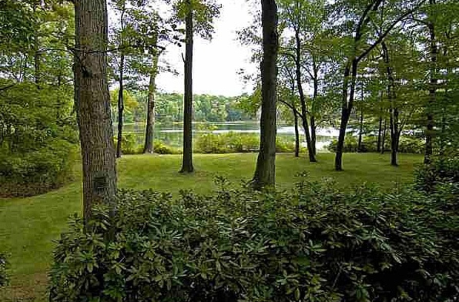 Forested Luxury - Shady Canopy - Slow-Growing Wild Carpet - Minimal Maintenance - Maximum Benefits