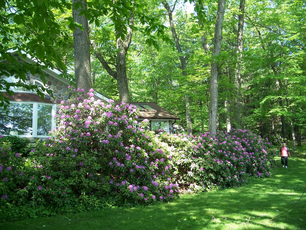 Resplendent Rhododendrons - Safe Haven - Landscape Never Sprayed - Rare Glow Worms: Do Not Spray!