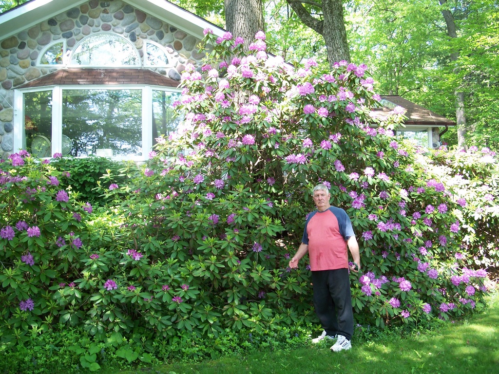 6 ft. Ret. Arborist, Evan Rice, Shows Record-Breaking Rhododendrons Over 20 Ft High