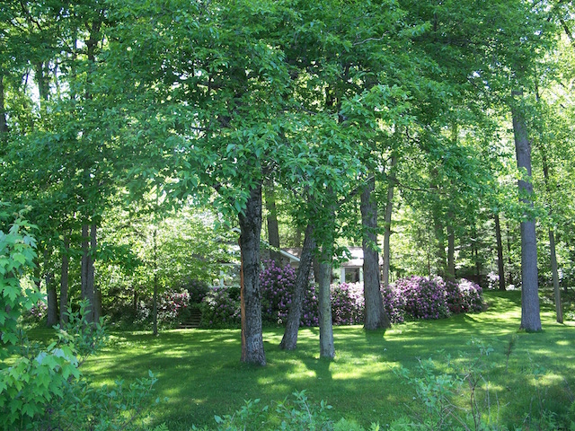 4.334 Acre, 461 WF/Ft is the Cash Crop Here - Very Low Maintenance